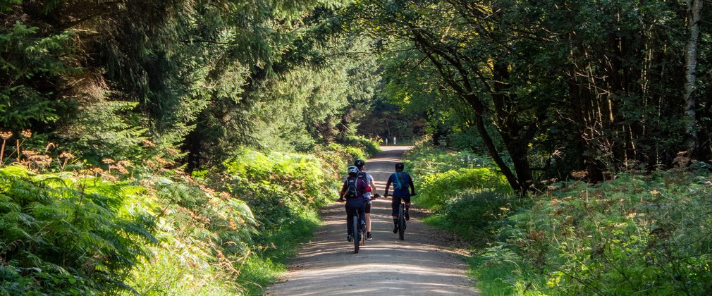 A group of cyclists on a forest trail