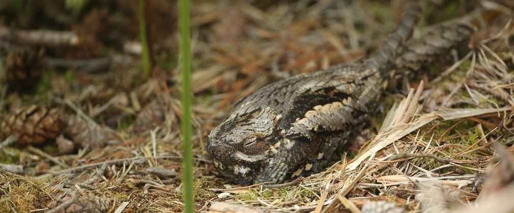 Nightjar roosting on the ground