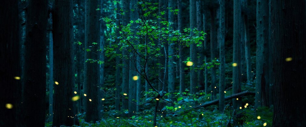 A young green tree stands proud among tall trunks.