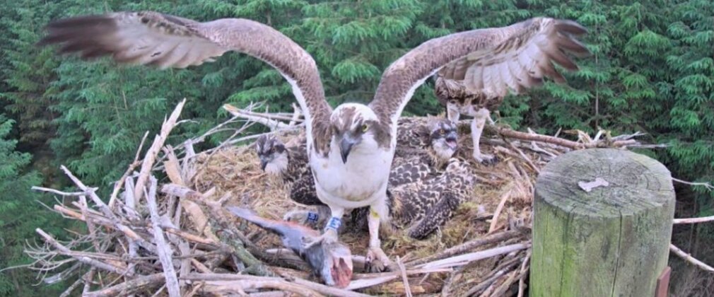 Young osprey spreading its wings in a nest, with two other chicks and a forest backdrop.