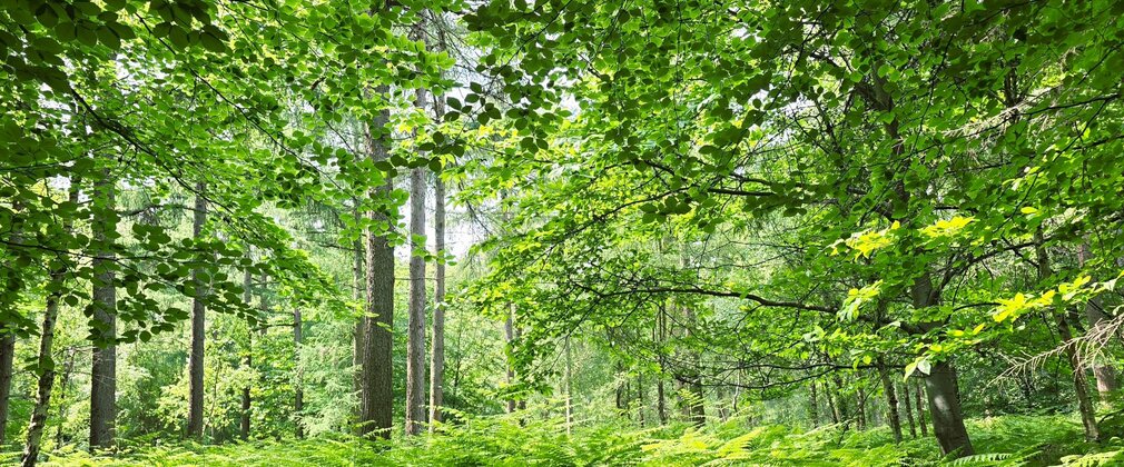 A summer woodland with bright green foliage on trees and on the ground.