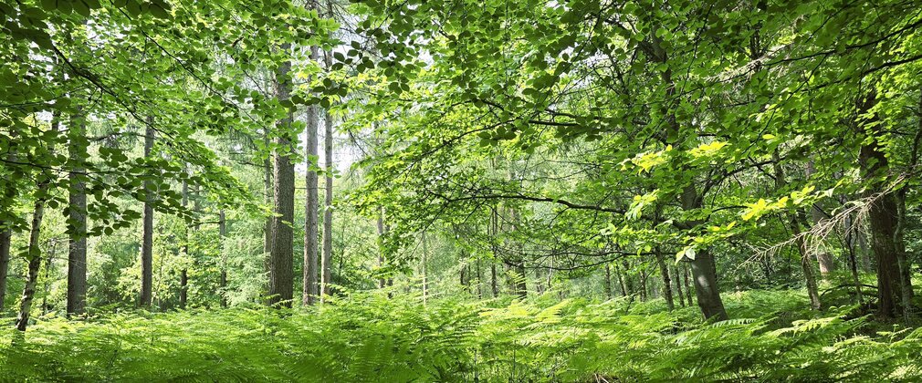 King's Wood Ferns in Summer 