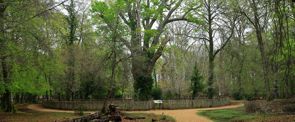 A gravel trail leading to the Knightwood Oak tree in the New Forest