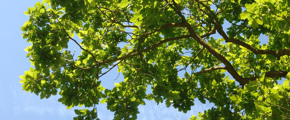 Leaves against blue sky