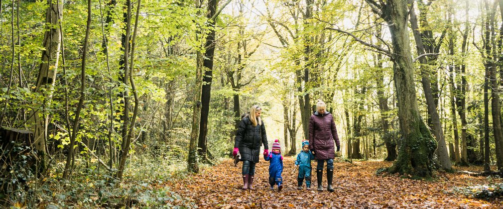 Leigh Woods in the Autumn