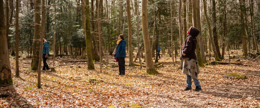 A group of people standing apart looking into the tree canopy in a forest.