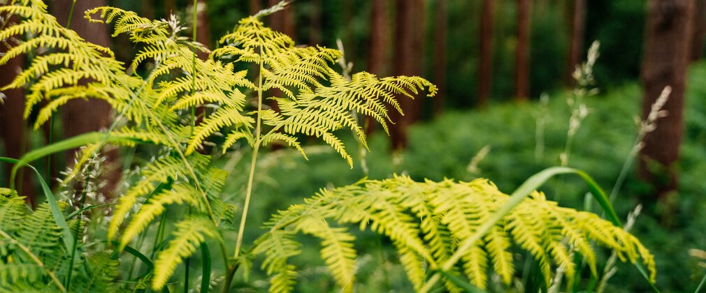 green ferns in focus in the foreground with tree trunks in the background
