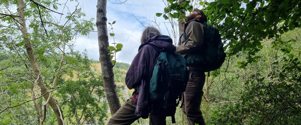 Two people in a wooded area looking up at some sorbus trees