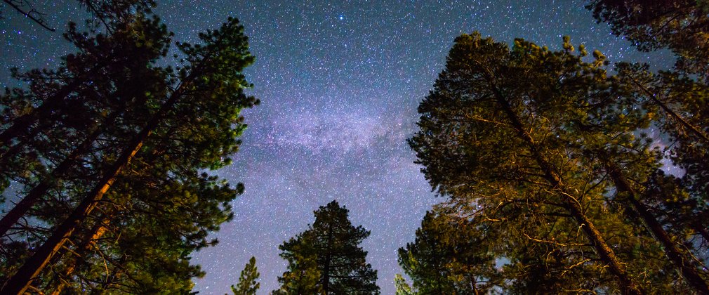 Starry sky through the canopy of pine trees