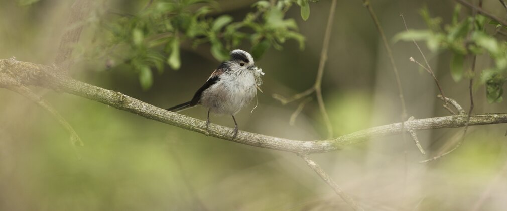 Long tailed tit sat on small branch