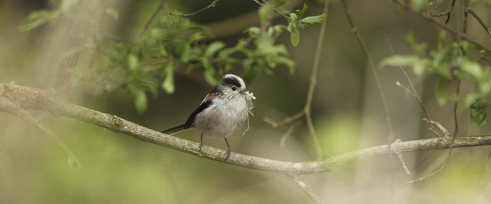 Long tailed tit sat on small branch