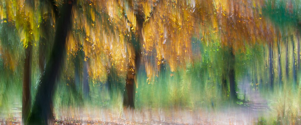 A fuzzy photos of trees in autumn
