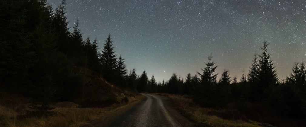 Stars in the night sky above conifers and forest road
