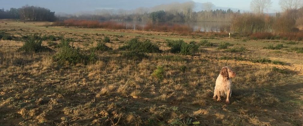 A dog sits in open space at Lynford Water