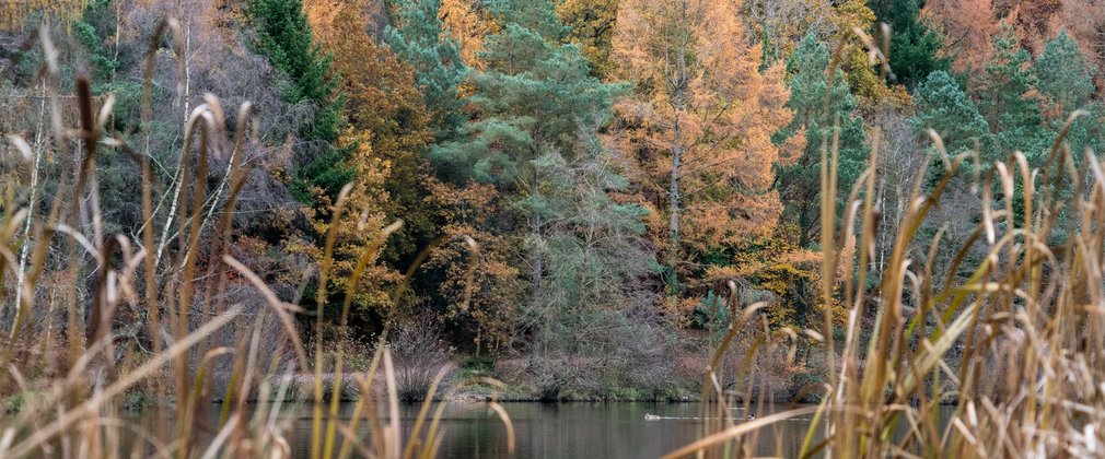 Autumn trees at Mallards Pike