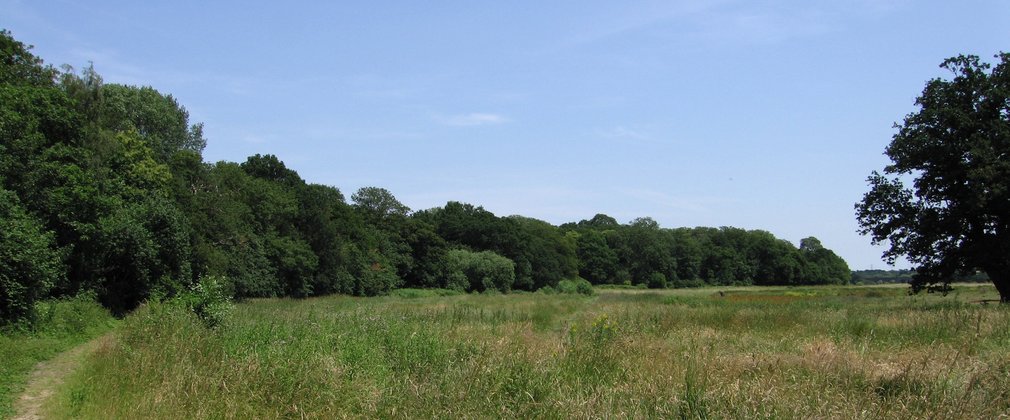 Long grass on the edge of a woodland with bright blue skies