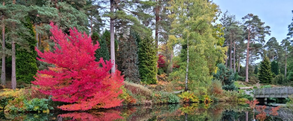 A view across a lake with lilypads, a bridge and scarlet red autumn colour