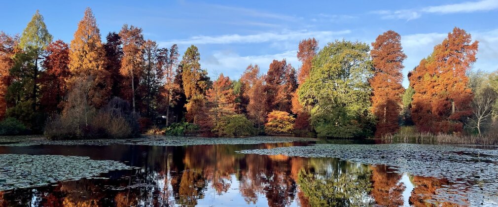 Autumn colour Marshal's Lake Bedgebury