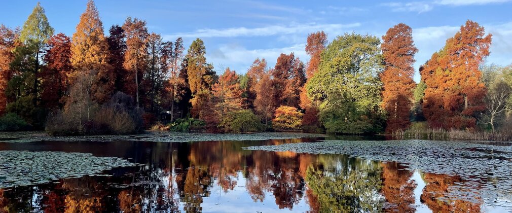 Autumn colour Marshal's Lake Bedgebury