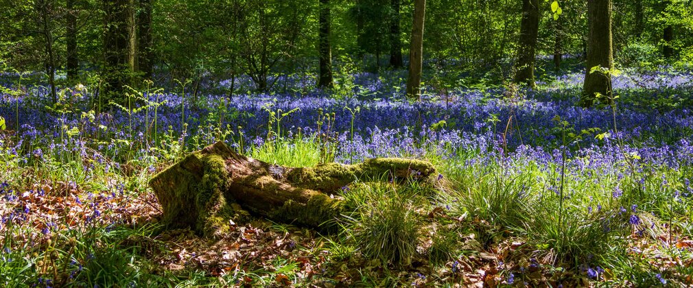A view into an ancient woodland through dappled sunlight with bluebells on the forest floor.