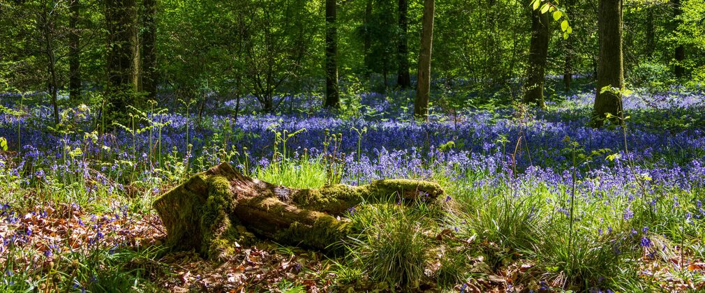 A view into an ancient woodland through dappled sunlight with bluebells on the forest floor.