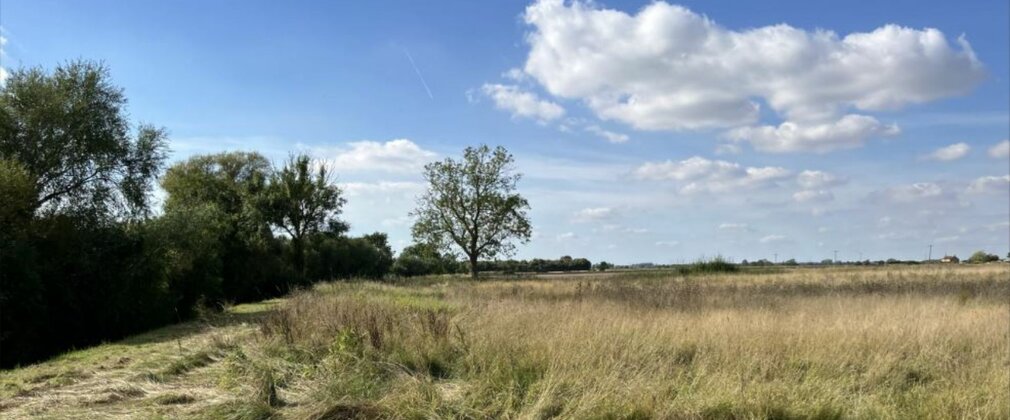 A field of long grass with a border of trees.