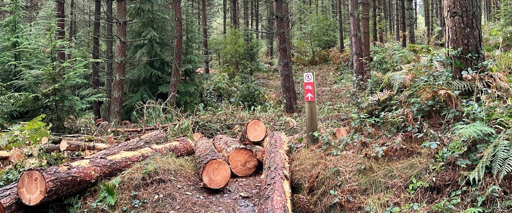 Felled timber