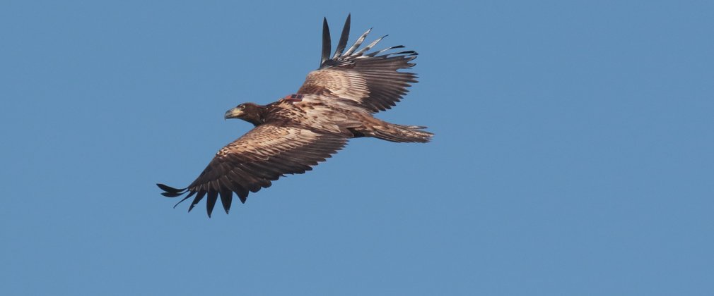 white-tailed eagle in flight in a blue sky