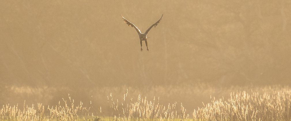 white-tailed eagle taking off from a meadow in hazy sunlight