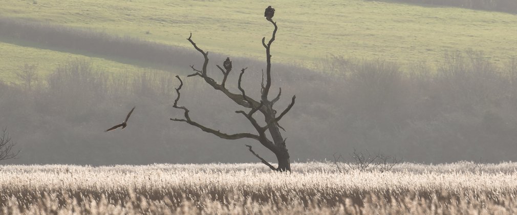 eagles perched in a dead tree in the middle of a field 