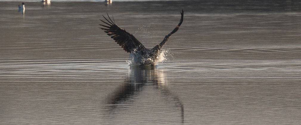 white-tailed eagle catching fish in water with a big splash