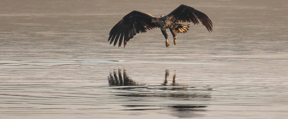 white-tailed eagle taking off reflected in the water 