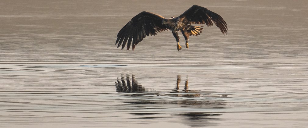 white-tailed eagle taking off reflected in the water