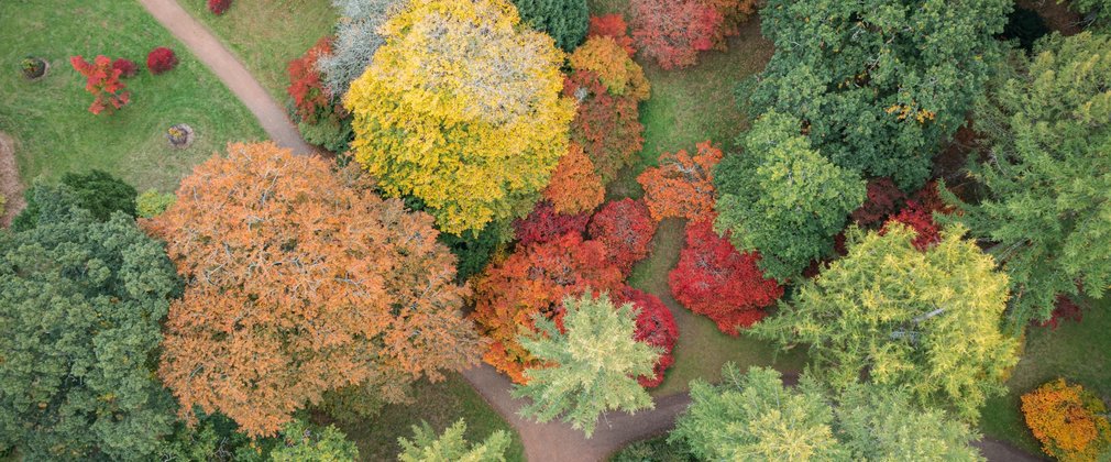 A drone shot of trees in autumn colour.