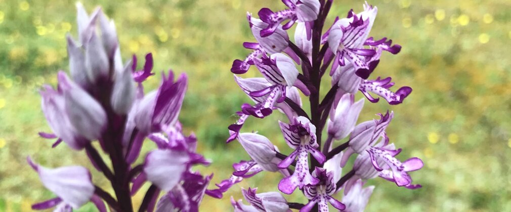 A Military Orchid in full bloom 