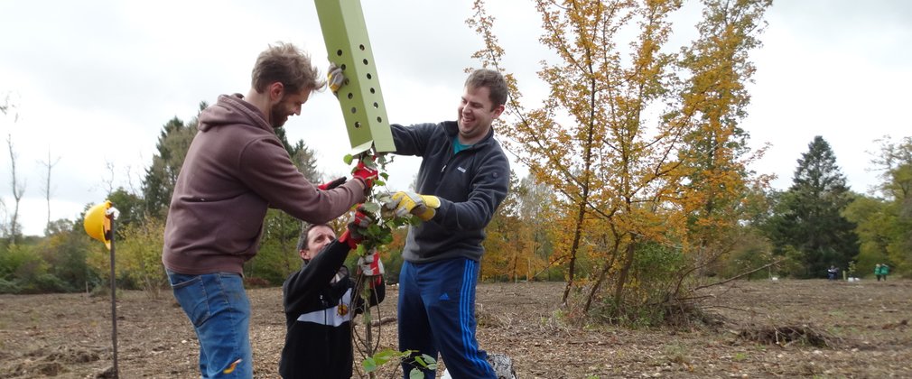 2 men and a woman plant a tree in the ground and are putting a protective guard around it.