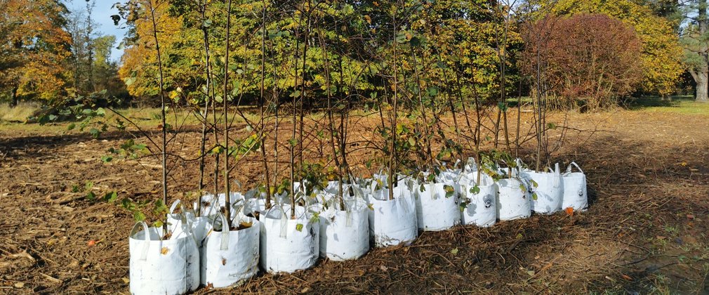 Sapling trees in white bags ready to be planted