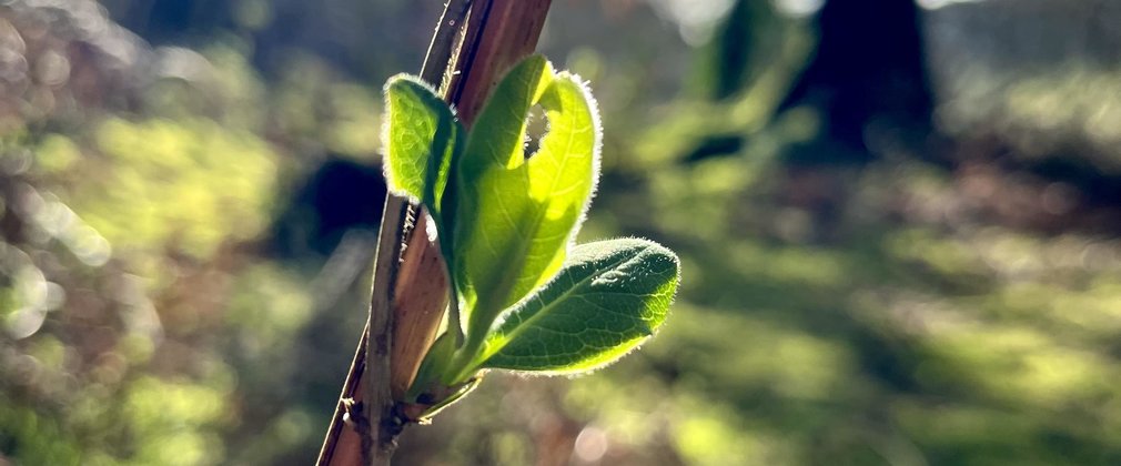 Mindful Photography - Dalby Forest