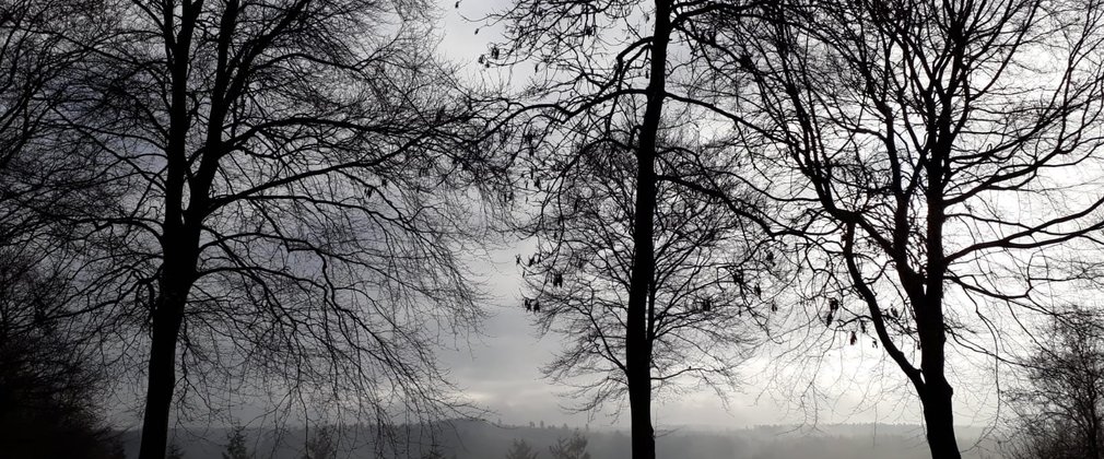 Eerie trees in the forest