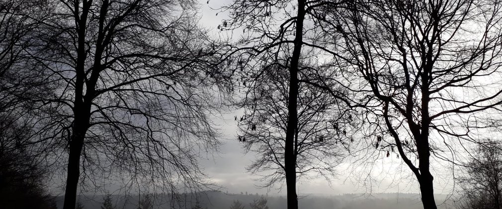 Eerie trees in the forest  