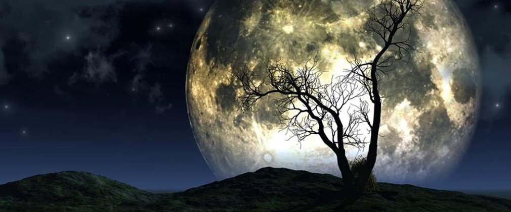 Large moon behind silhouette of tree