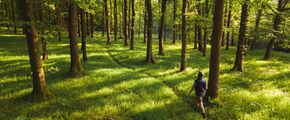 Man walking through grassy woods