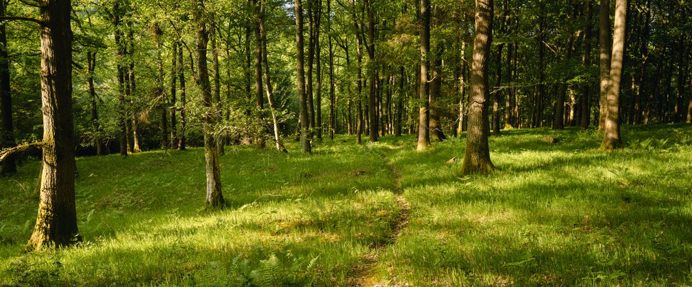 Trail through the woods