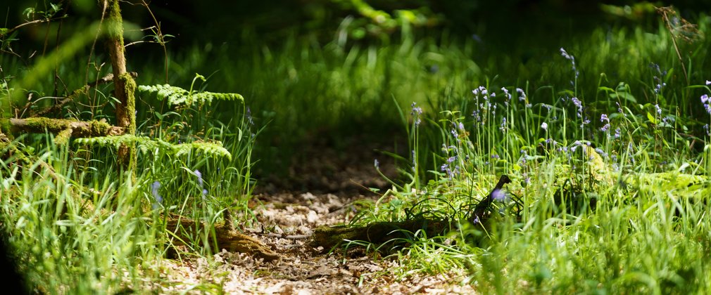 Close up of trail running through woodland