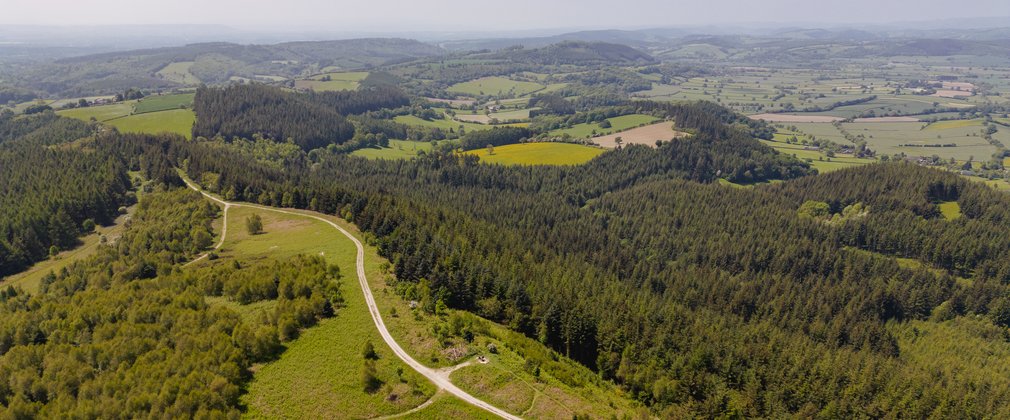 Aerial drone shot above forest with trail running through