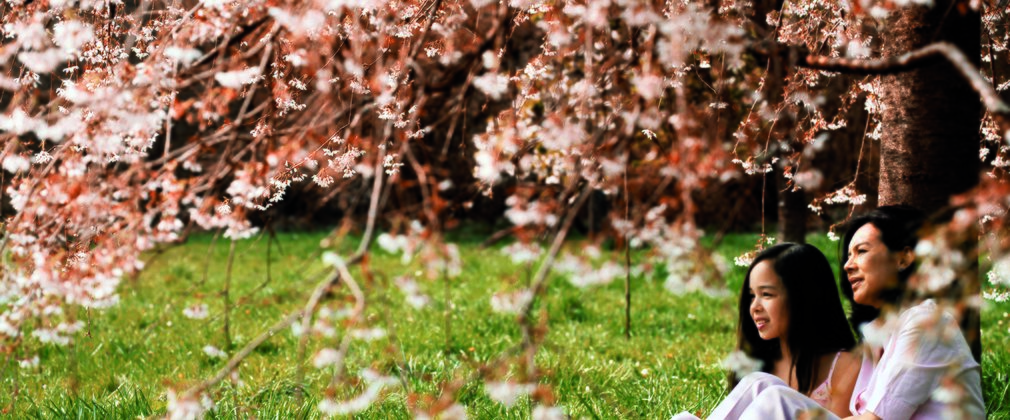 Spring cherry blossom family