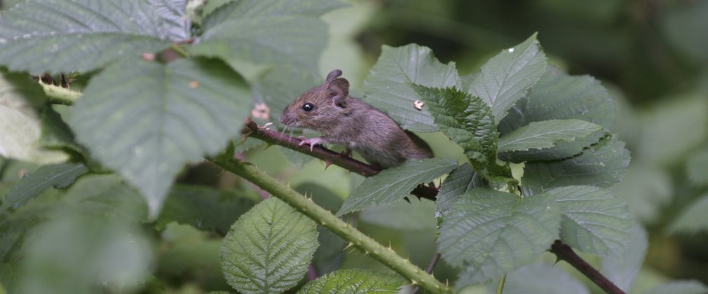 Mouse