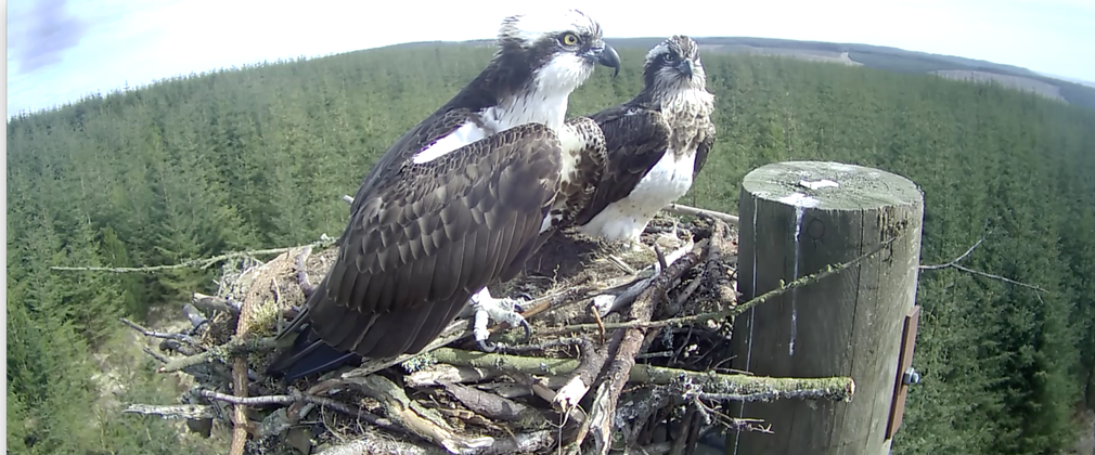 Ospreys settling in