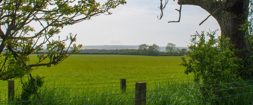 Image showing open field with mature trees in foreground