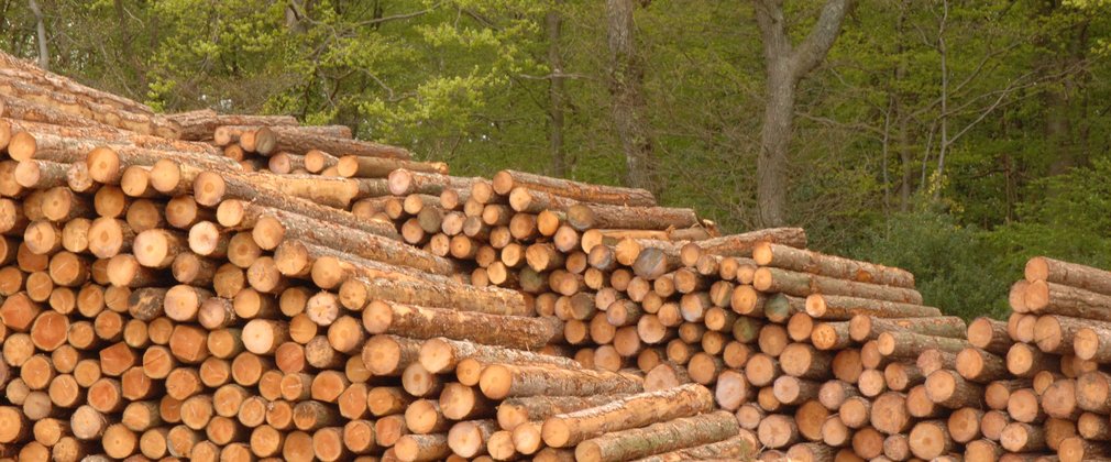 stack of timber 